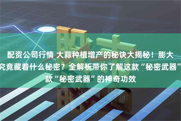 配资公司行情 大蒜种植增产的秘诀大揭秘！膨大壮果水溶肥究竟藏着什么秘密？全解析带你了解这款“秘密武器”的神奇功效